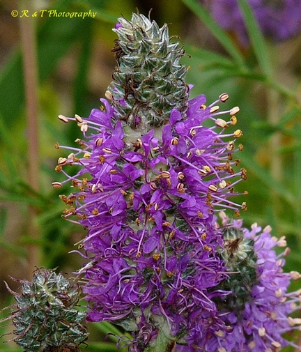 {Dalea gattingeri}